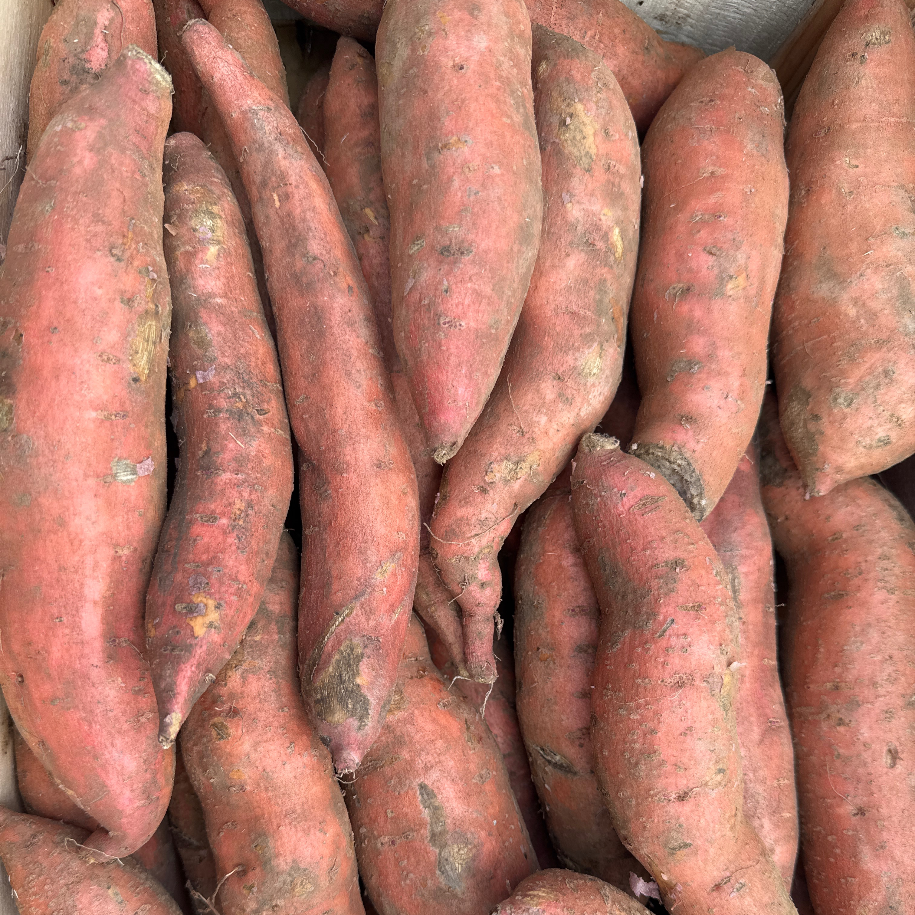 Patate douce Orléans 1kg - 1kg