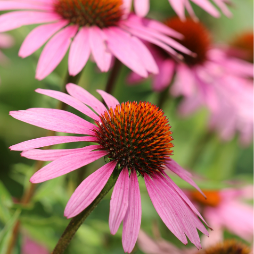 ECHINACÉE POURPRE Bio