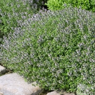 Thym ordinaire en pot 12 cm