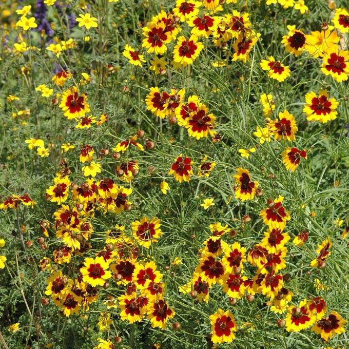 Coreopsis des teinturiers en godet 8 cm