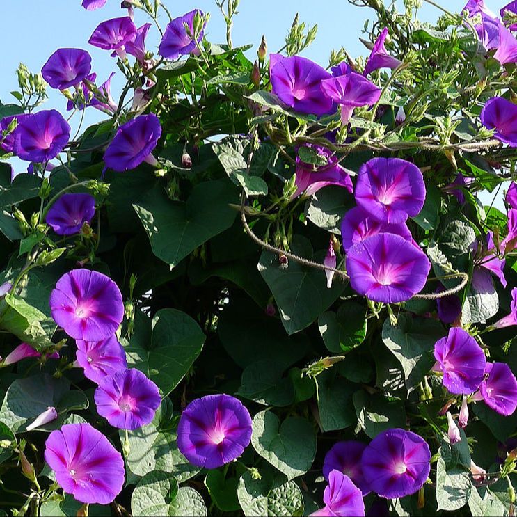 Plant Ipomée pourpre "ipomea purpurea" bio