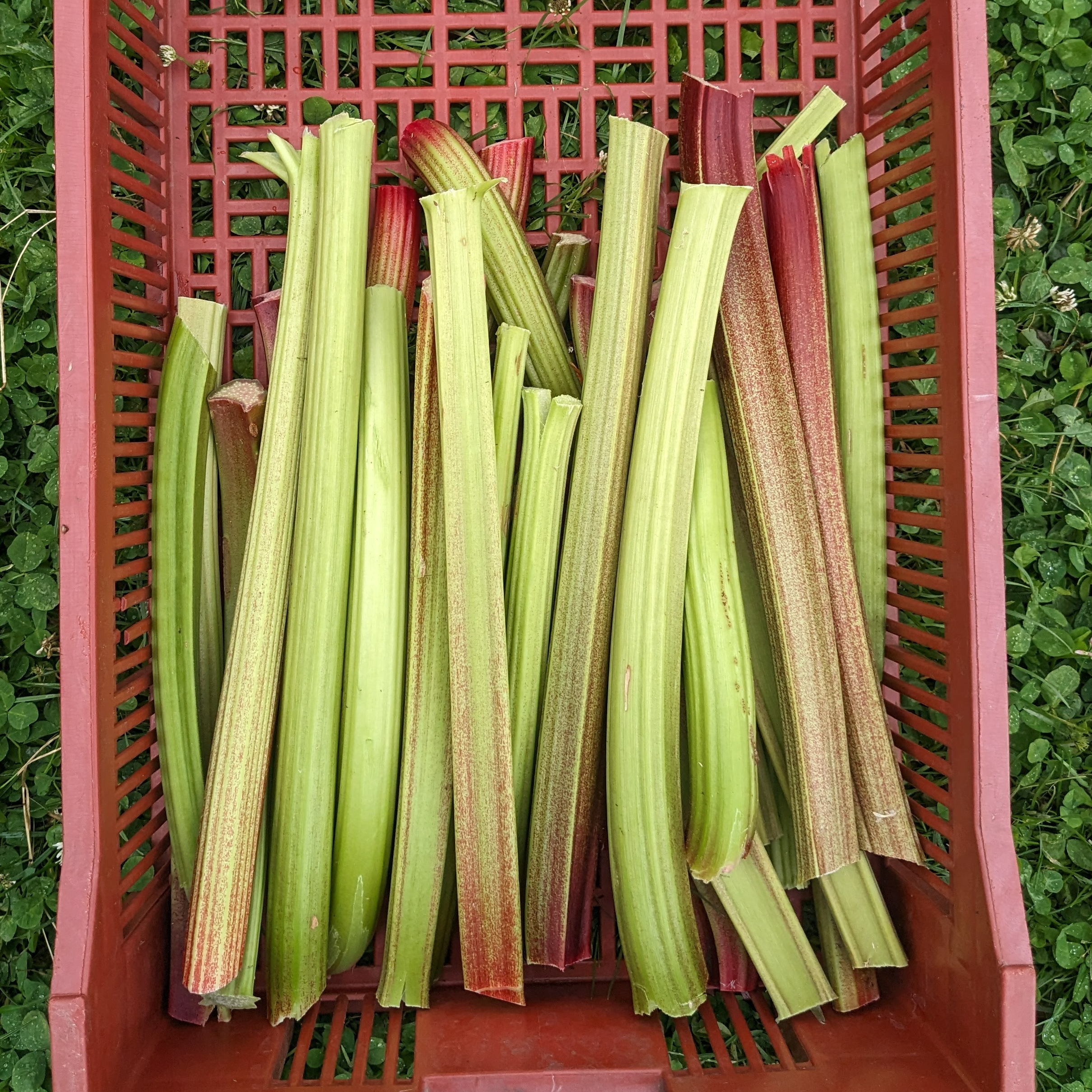 Rhubarbe (500g)
