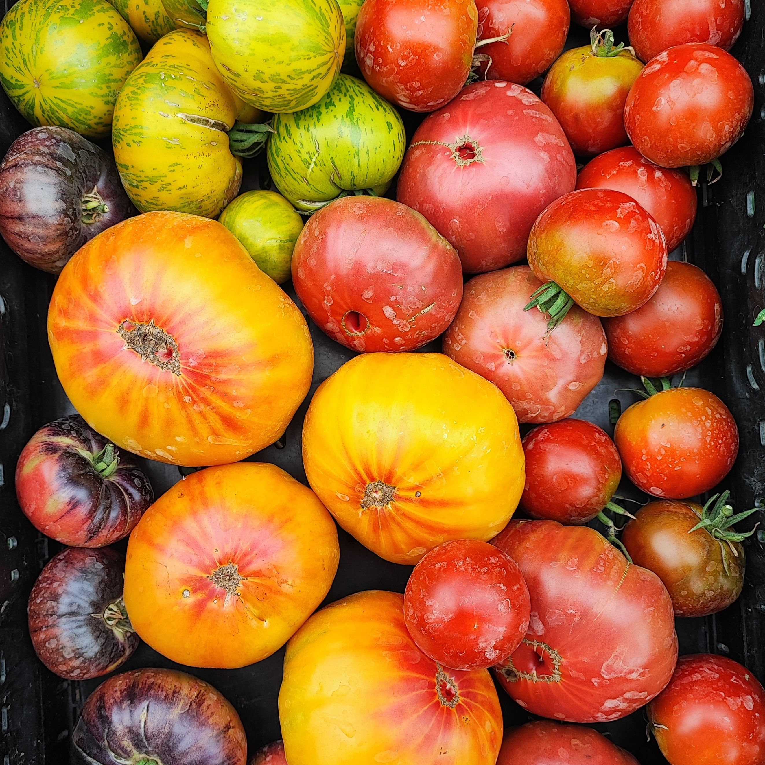 Tomates anciennes