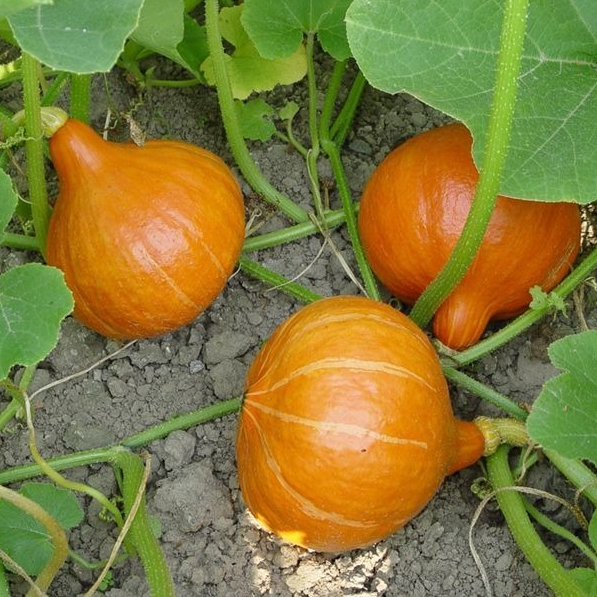 Courge potimarron Uchiki Kuri en godet 8 cm