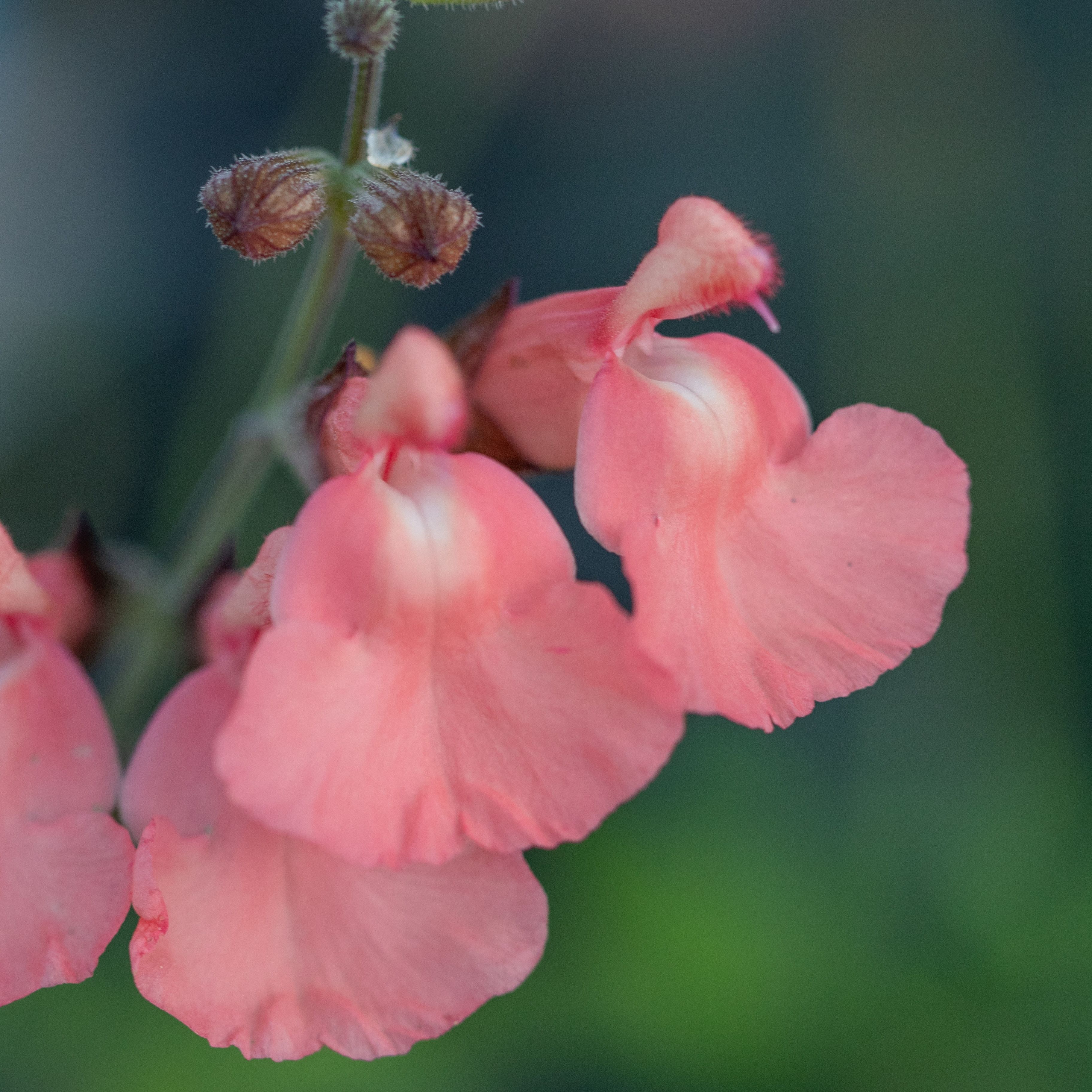 Salvia 'Salmon Dance'