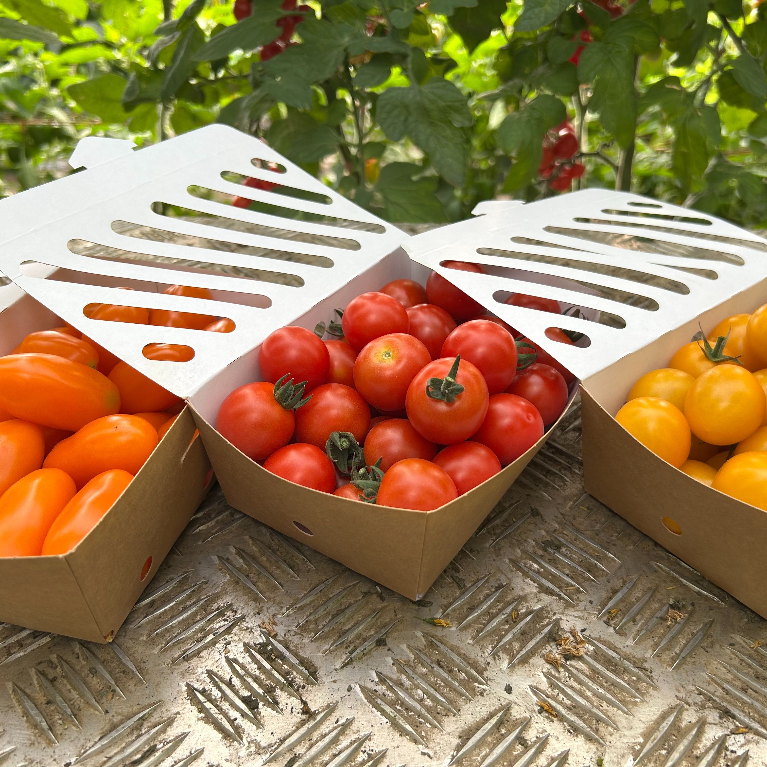 Tomates cerises mix