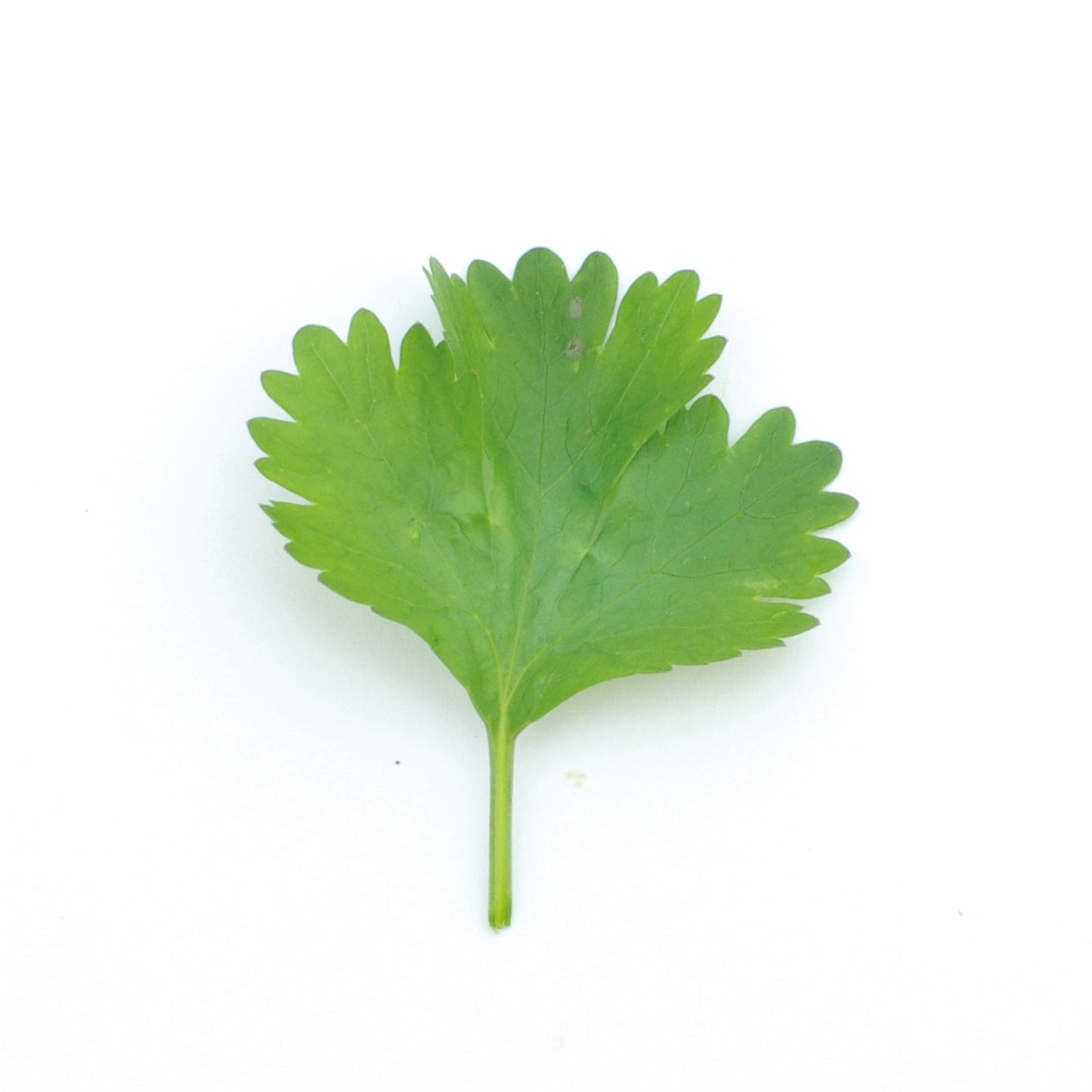 Bouquet - Coriandre - 80g