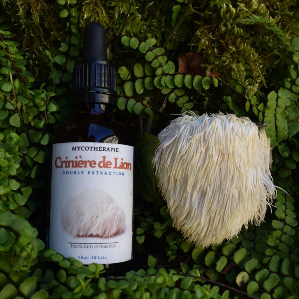Extracto de Melena de Leon - 50ml