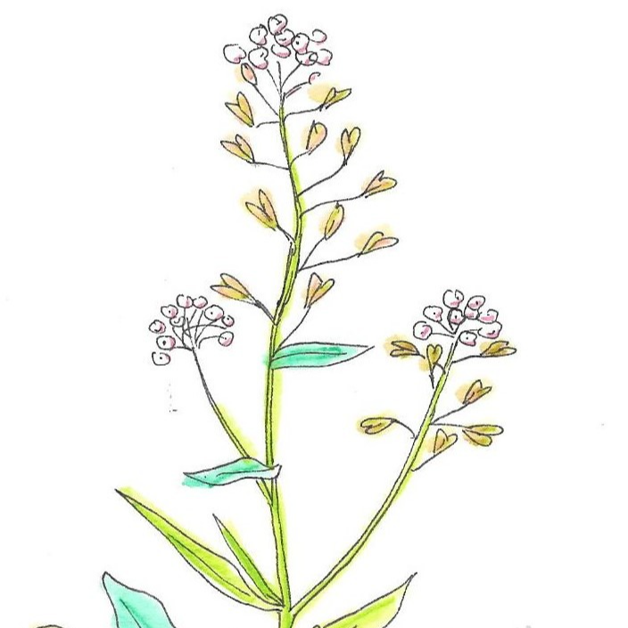 Bourse à Pasteur - 30ml