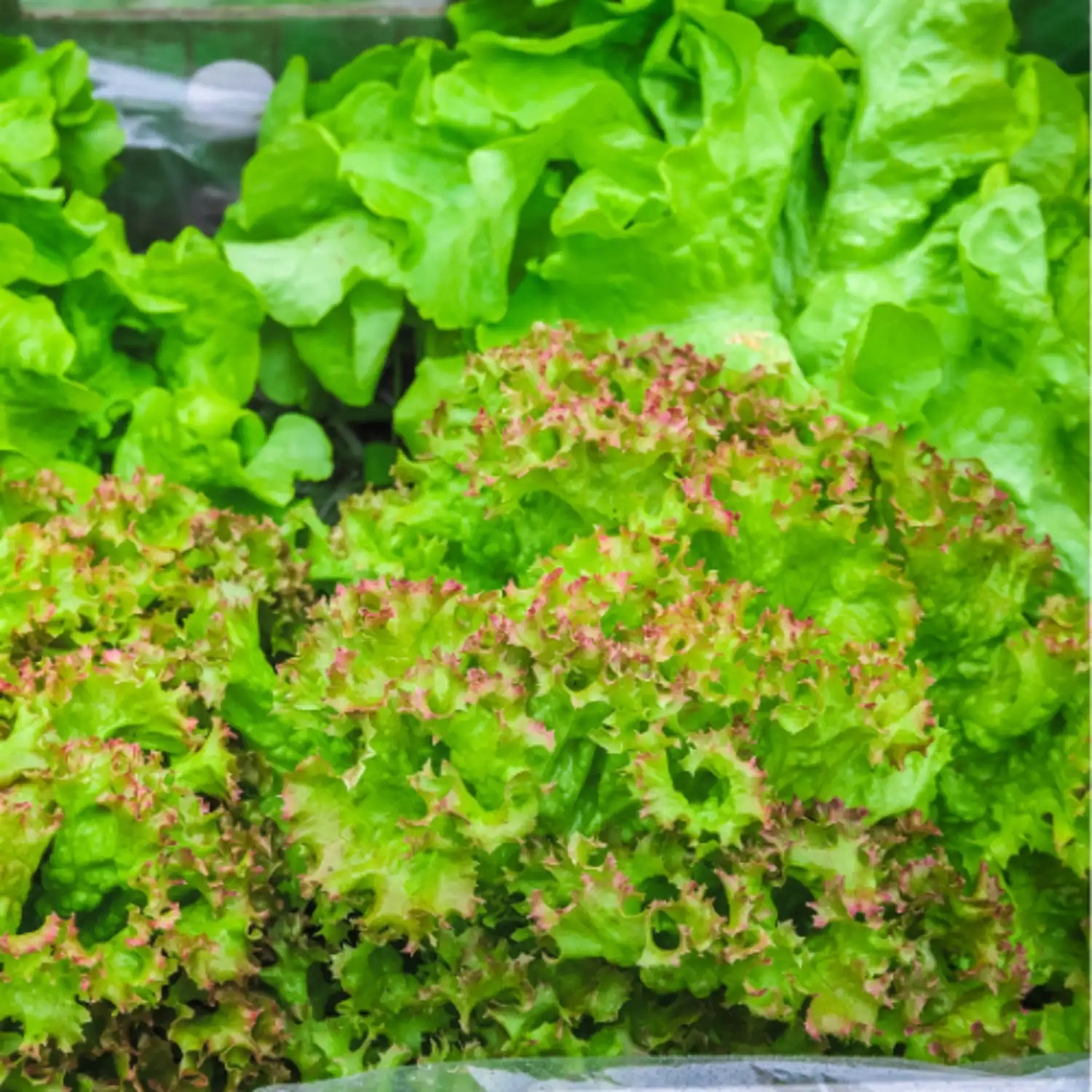 SALADE - BATAVIA ROUGE Bio