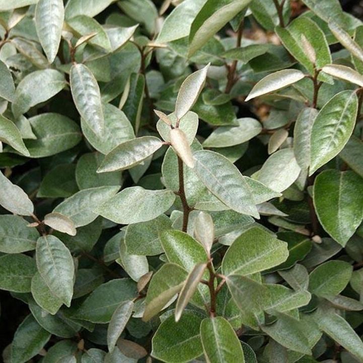 Chalef d'Ebbing - Eleagnus ebbeingei "Compacta"