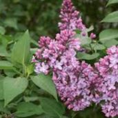Lilas - Syringa vulgaris "Belle de Nancy"