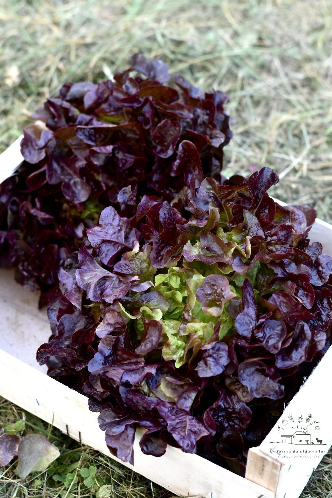 Feuille de chene rouge