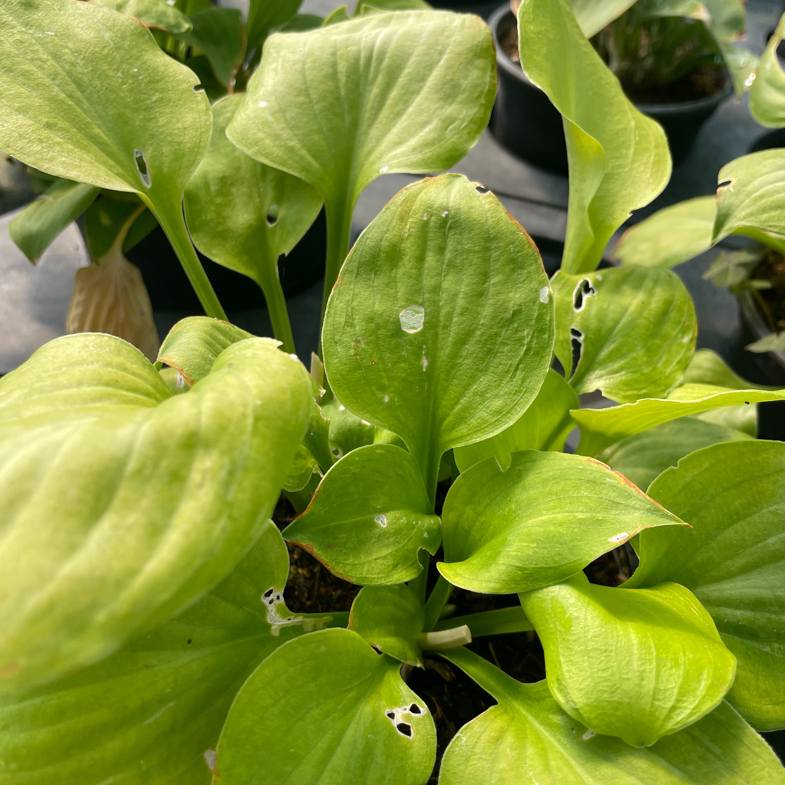 Hosta 'Golden Scepter'