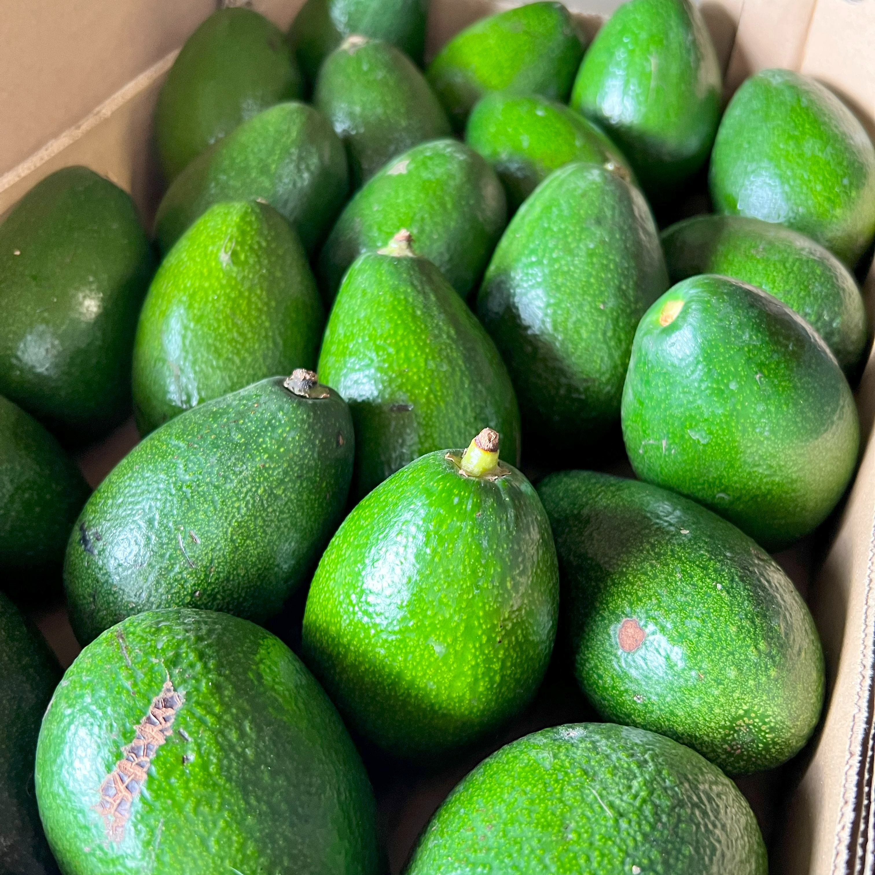Avocat