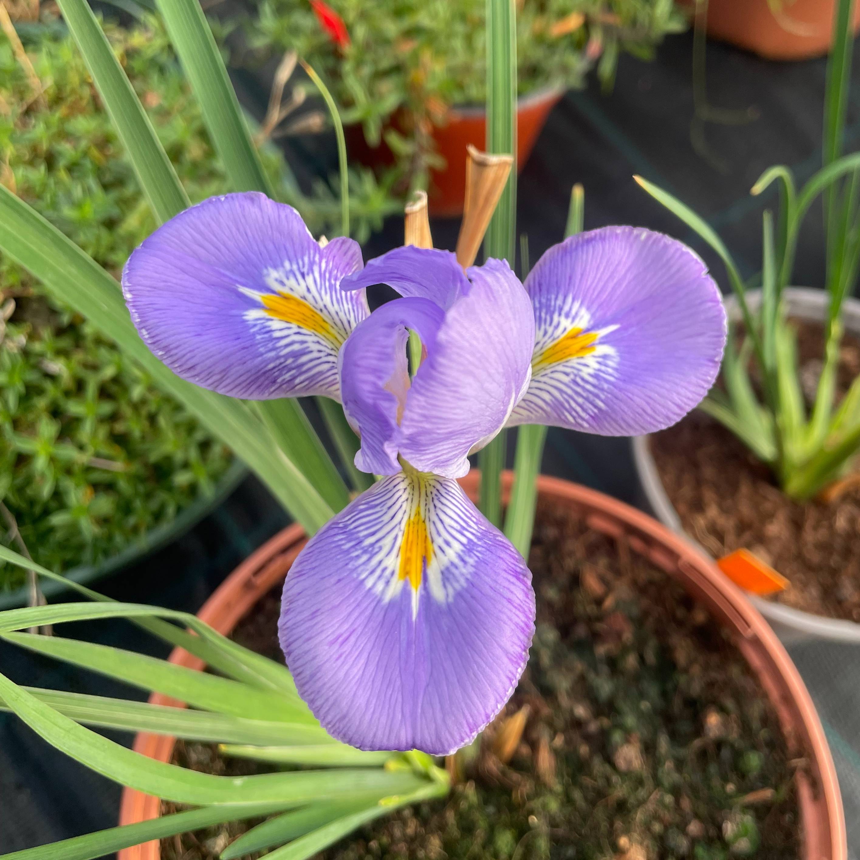 Iris unguicularis - Iris d'Alger