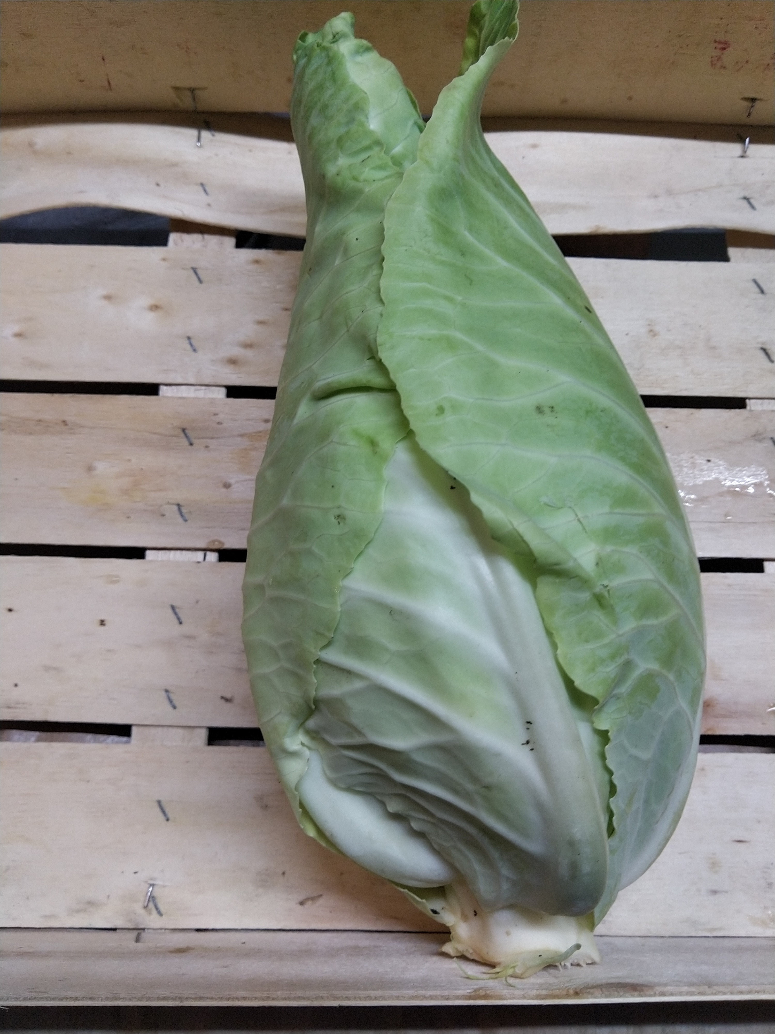 Chou blanc pointu (pièce) - 2kg