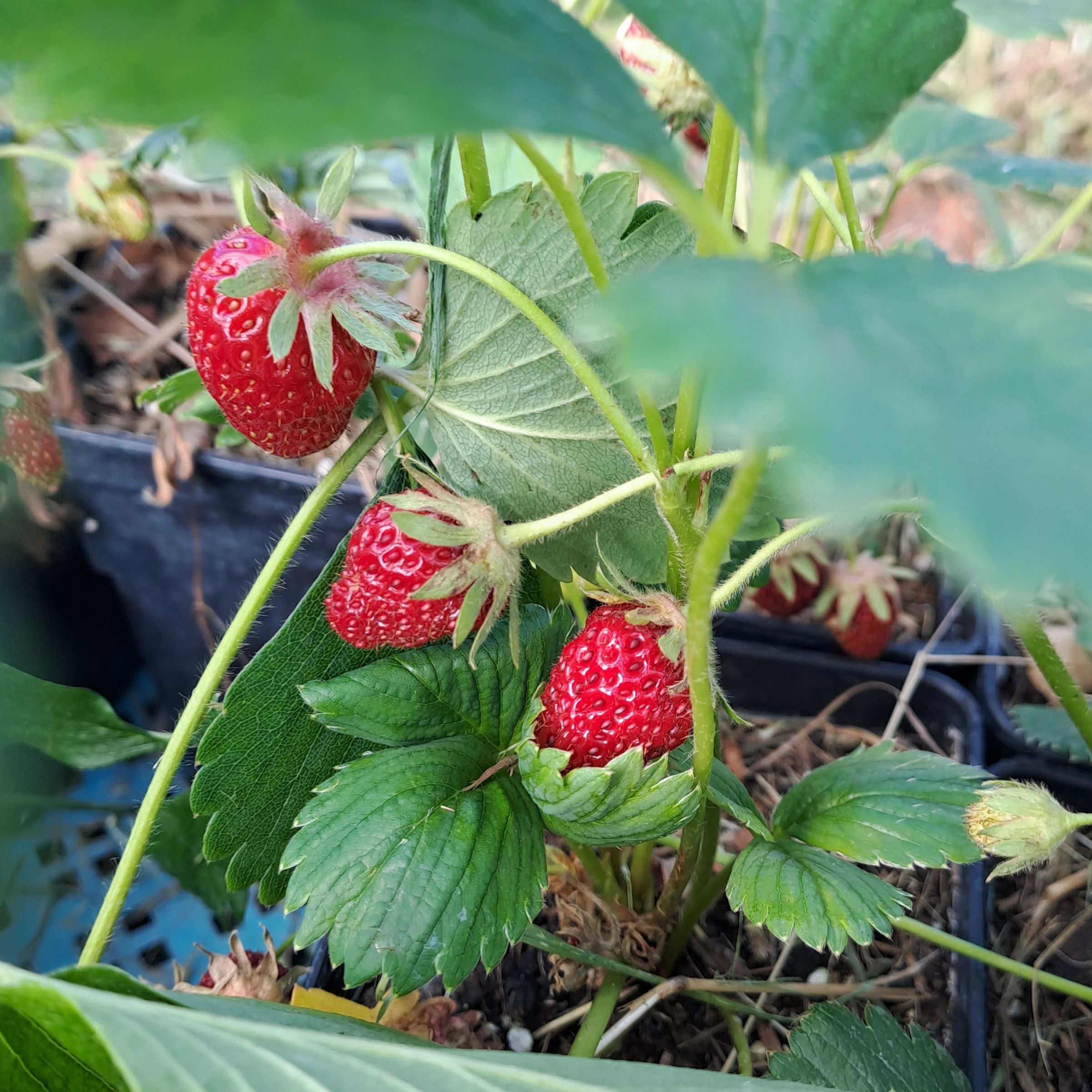 Fraisiers (Fragaria × ananassa) 'Cirafine' - 1l