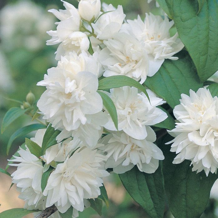 Seringat nain - Philadelphus lemoinei "Manteau d'Hermine"