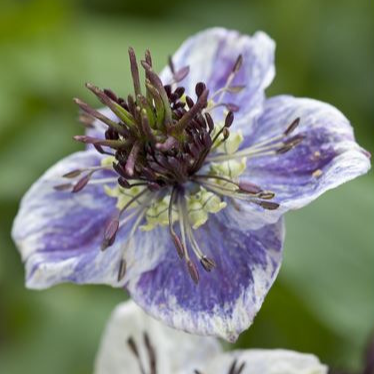Nigelle d'Espagne 'Delft blue' - godet 8 cm