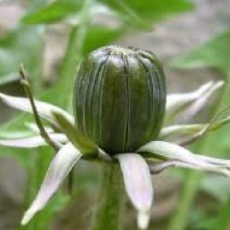 Boutons de fleurs de Pissenlits (par 50)