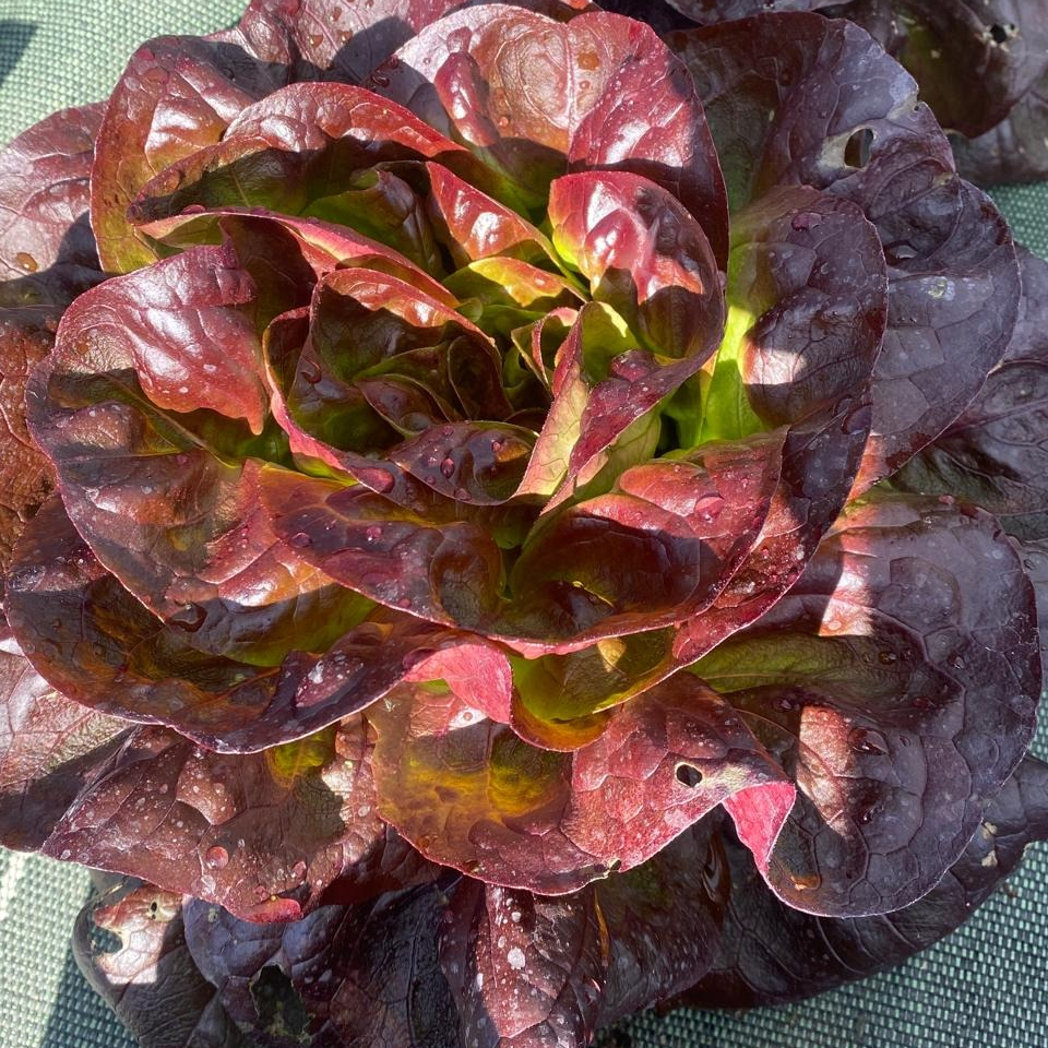 Salade cœur de laitue rouge
