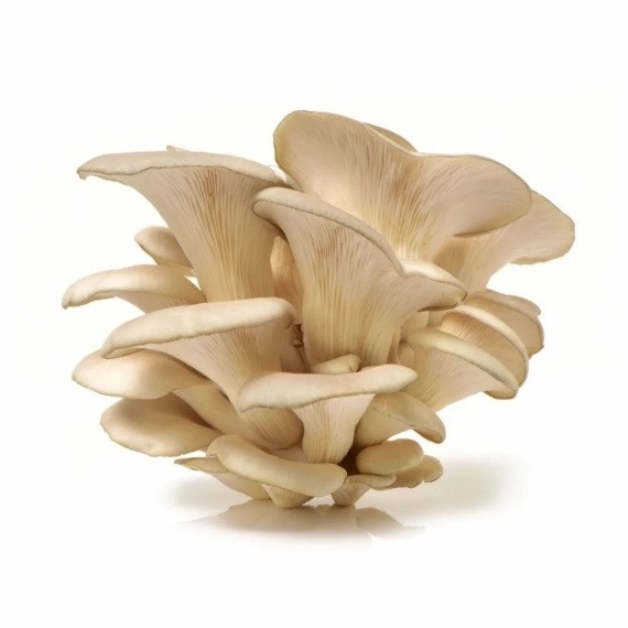 Pleurotes