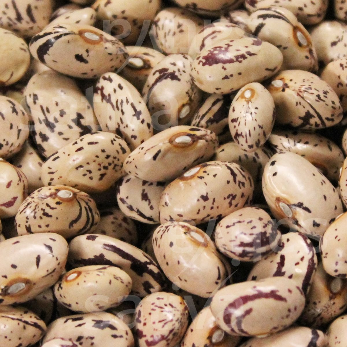 Haricots grains frais