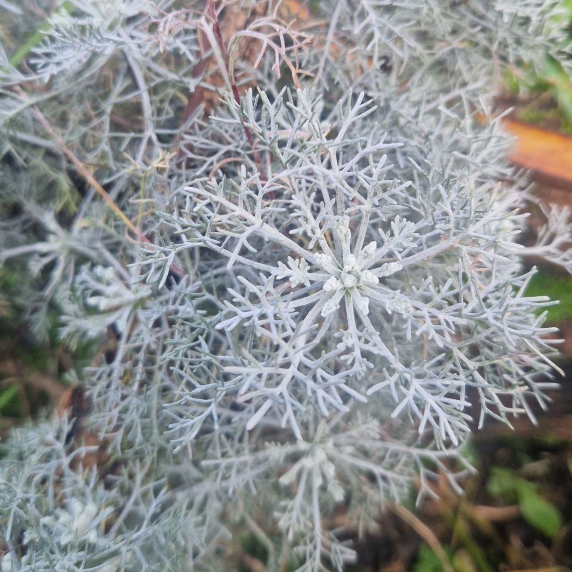 Artemisia vallesiaca