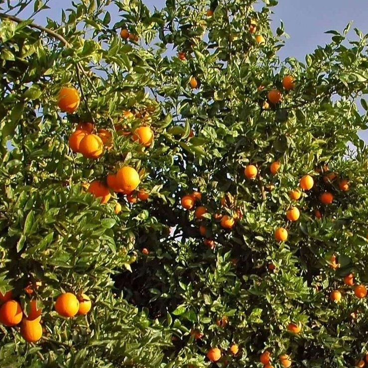 Orange naveline 'Cara Cara' / FA5 Pot 3L