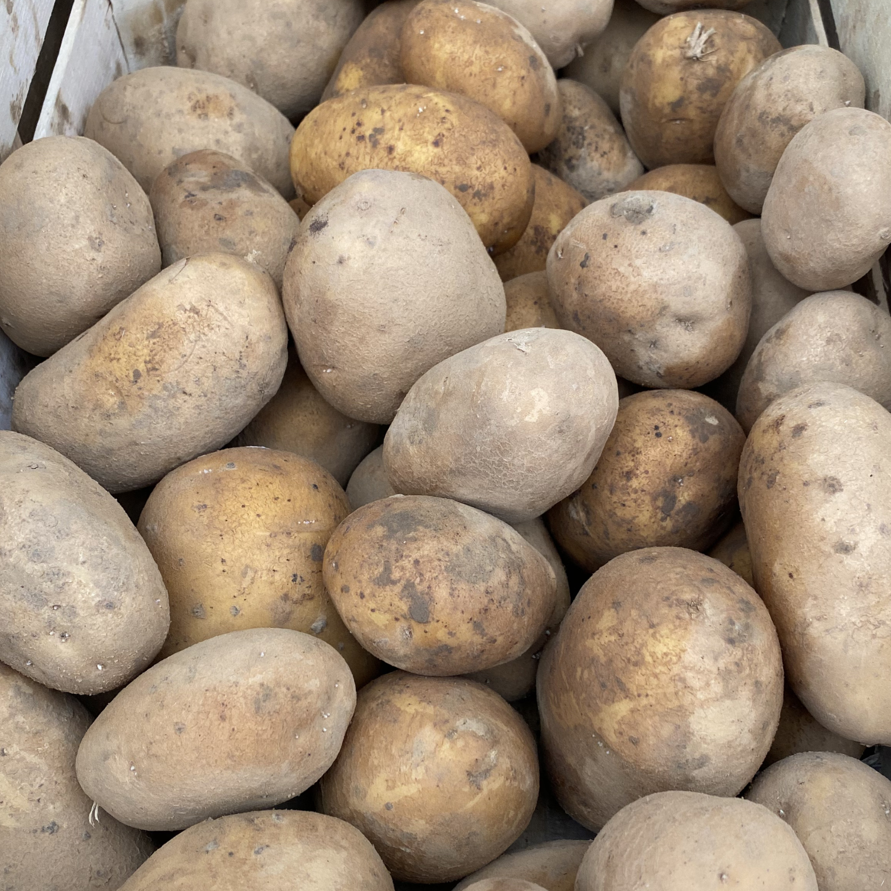 Pomme de terre AGRIA