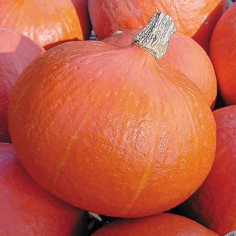 PLANT DE POTIMARRON Uchiki Kuri