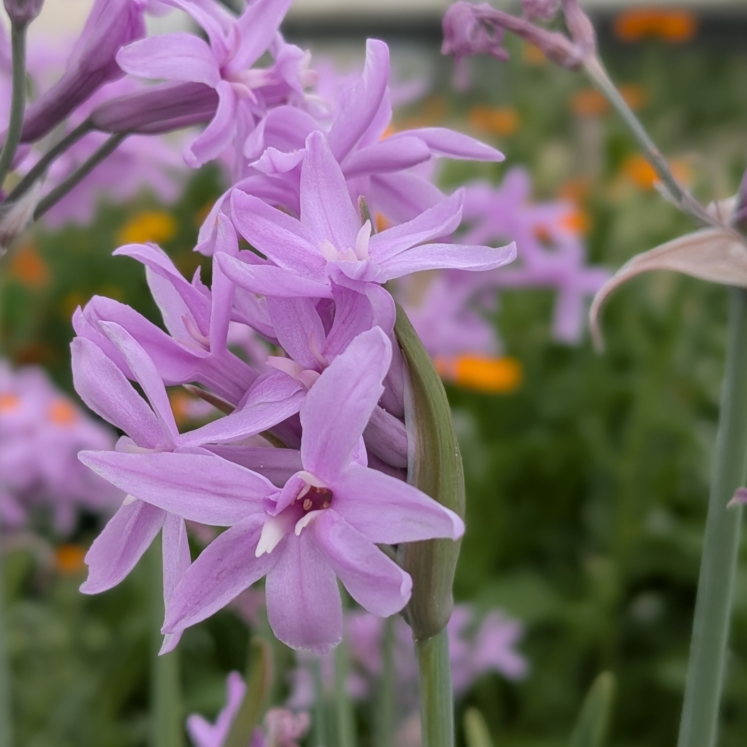 Fleurs de Tulbaghia