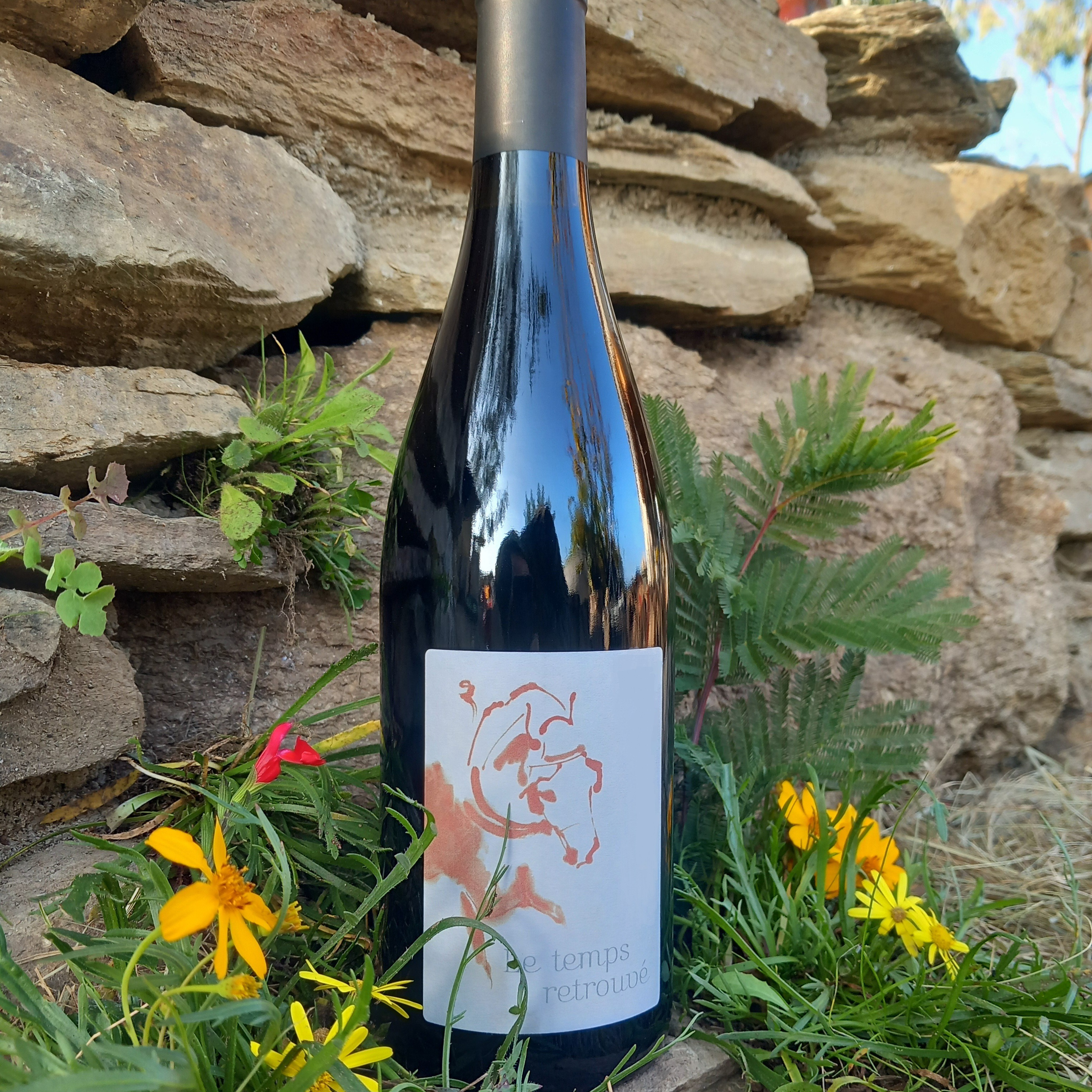 Grenache Noir Collection Millésime 2015