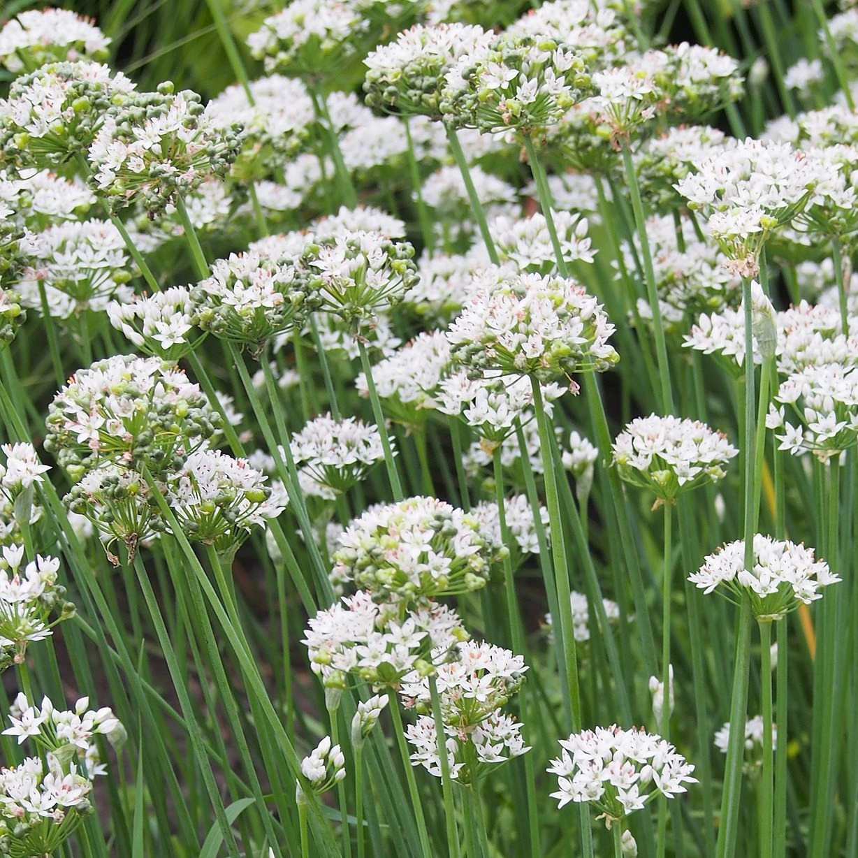 Ciboule de Chine Pot