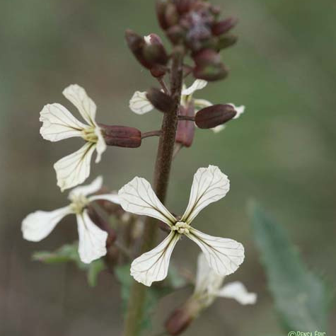 Fleurs - Roquette - en bouquet