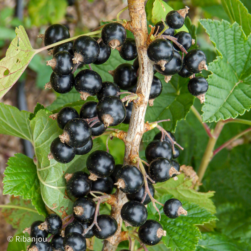 CASSIS TRADIMEL