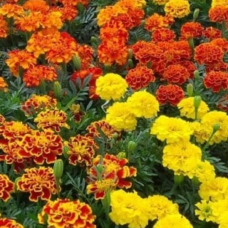 Fleurs d'Œillet d'inde mix couleurs (par 12)