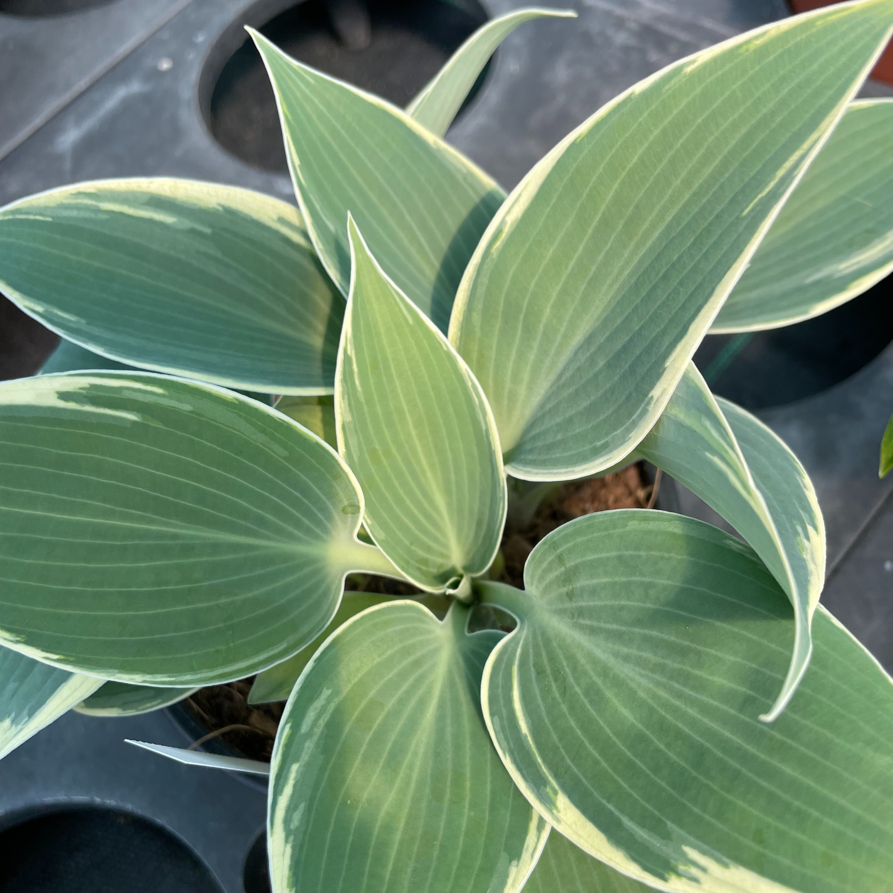 Hosta 'El Niño'