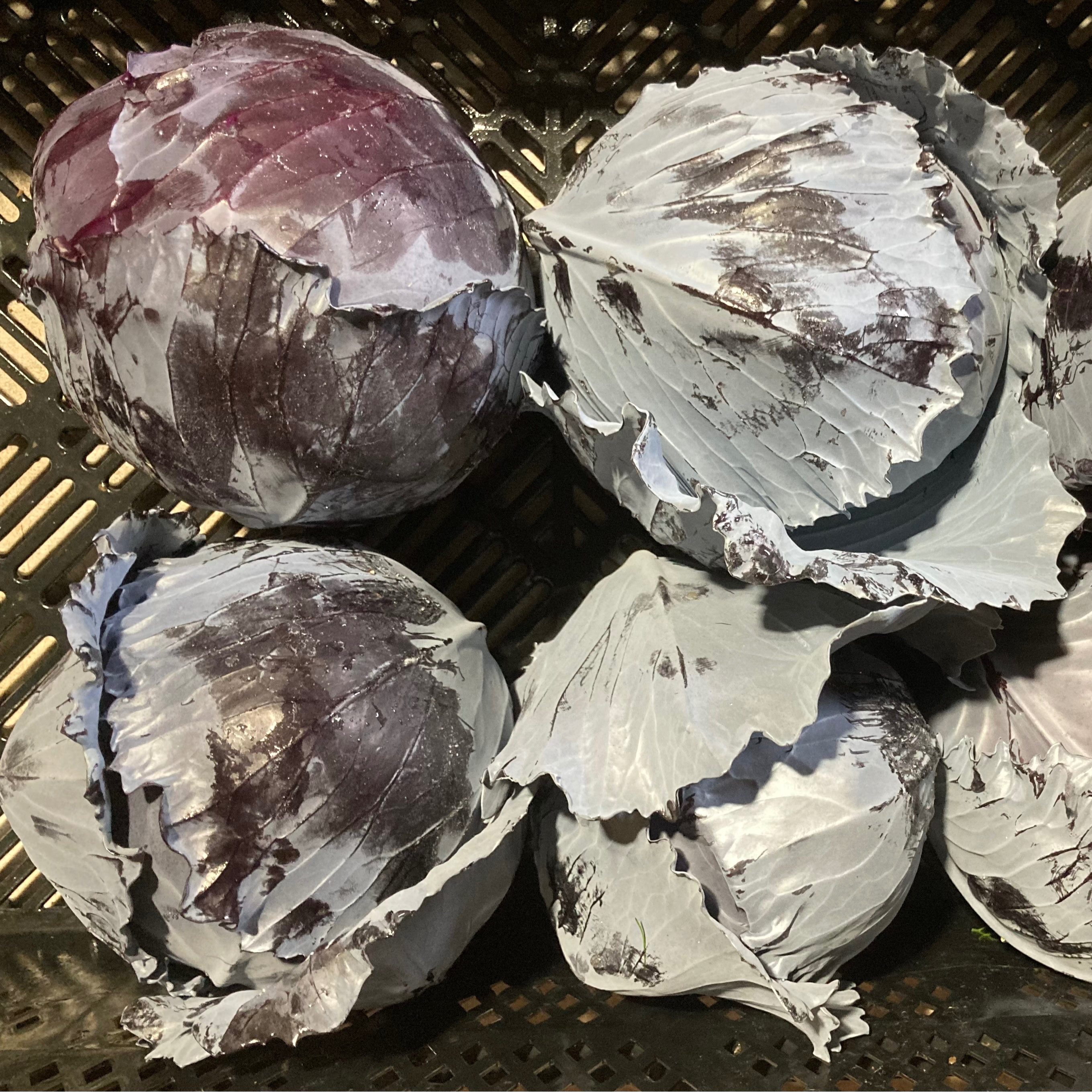 Chou rouge (pièce)