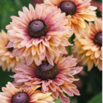 Rudbeckia hirta 'Sahara' - godet 8 cm