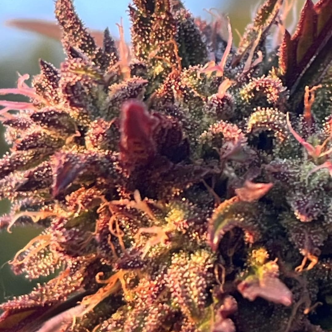 Fleurs de CBD Purple Northwest