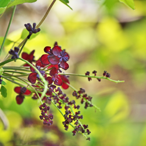 AKÉBIA TRIFOLIATA Bio