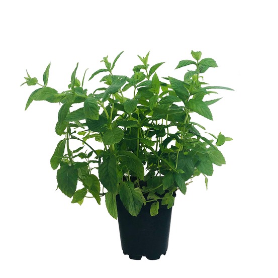 Menthe en pot