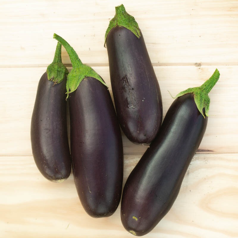 Plant d'aubergine - Diamond
