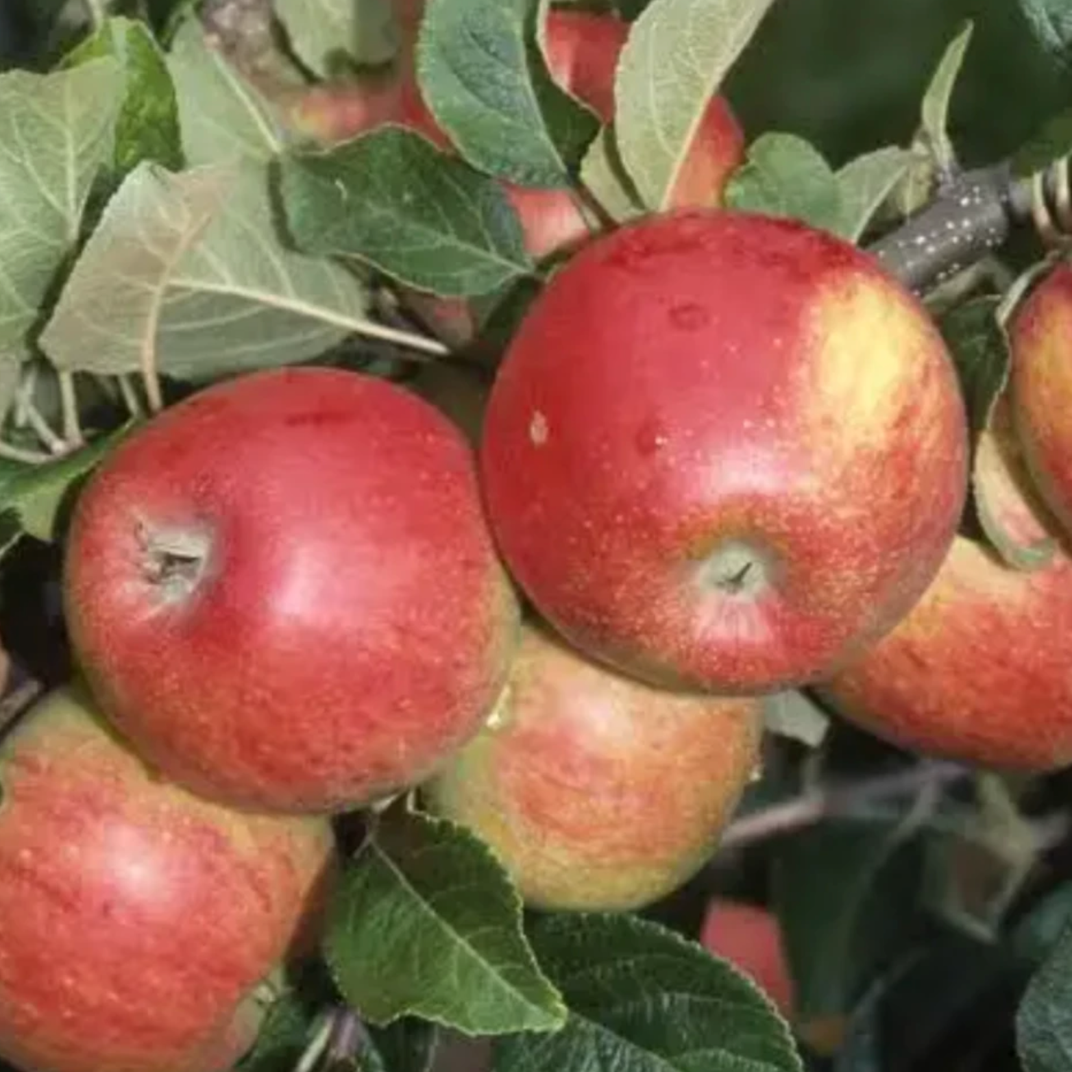 Pommier 'Alkmene'/ Bittenfelder / 1m et plus / 5L