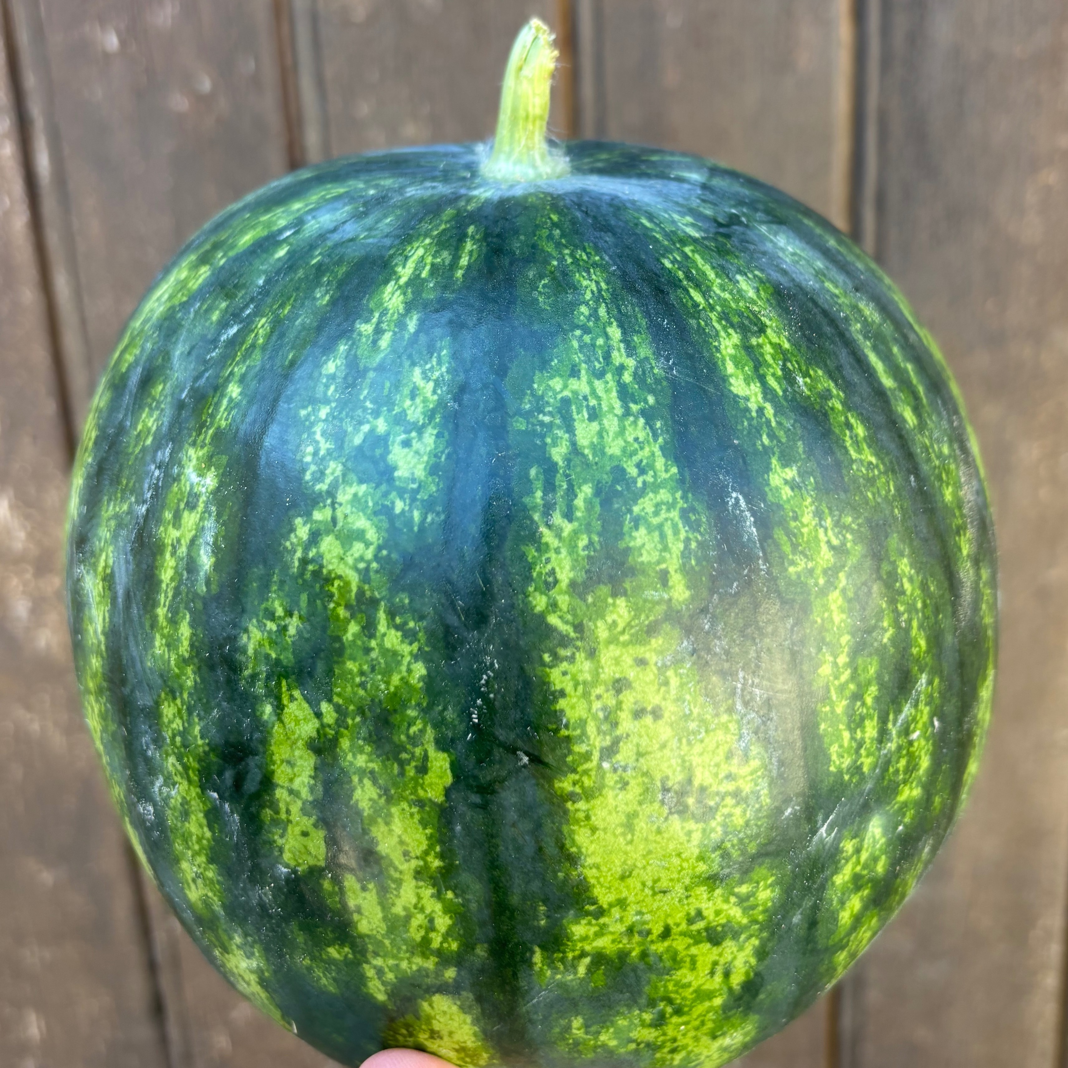 Pastèque grosse