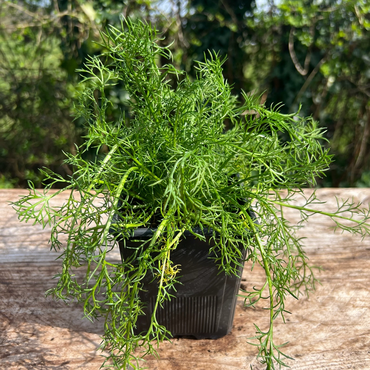 Plant Camomille Romaine - 650g