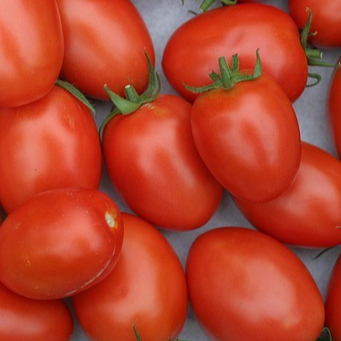 Tomate Roma - godet 8 cm