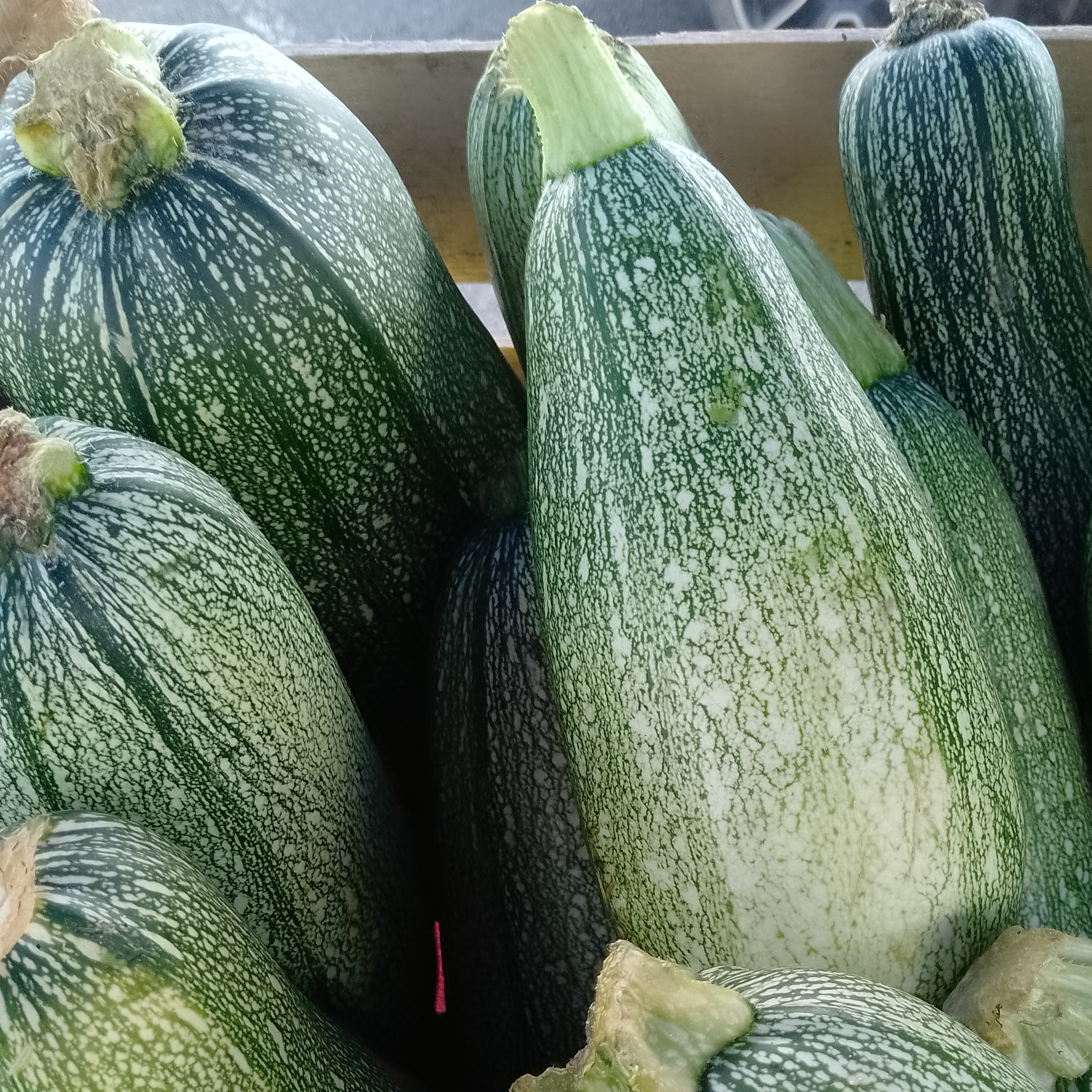 Courgette verte petite Alger